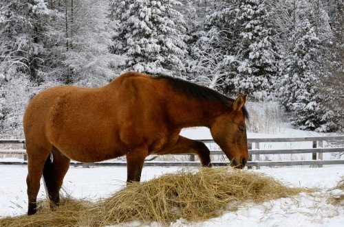 horse pawing while eating