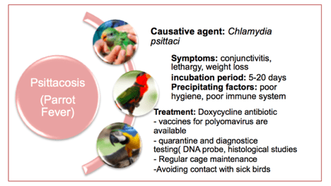 psittacosis in birds