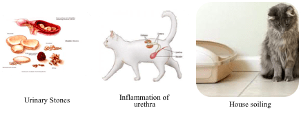 Feline Lower Urinary Tract Disease