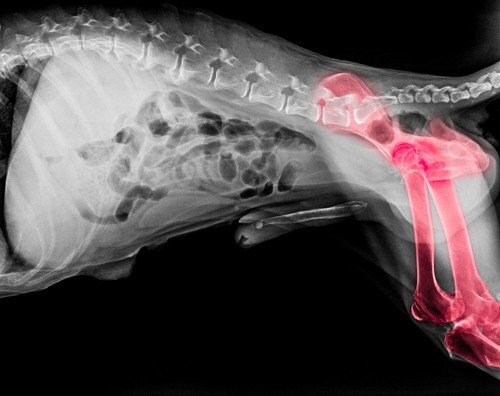 Hip Dysplasia in Dogs