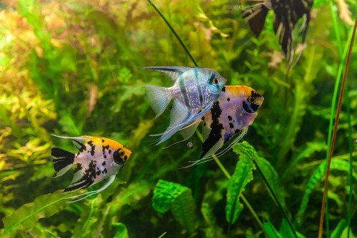 aquarium fish diseases