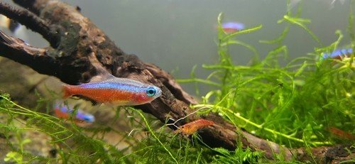 aquarium fish diseases