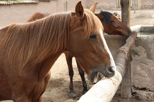 horse chewing/cribbing wood