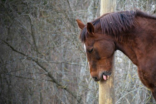 horse chewing/cribbing wooden post