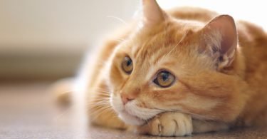 stressed cat feeling lonely