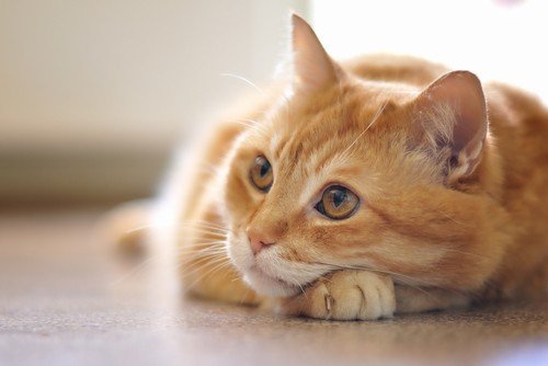 stressed cat feeling lonely