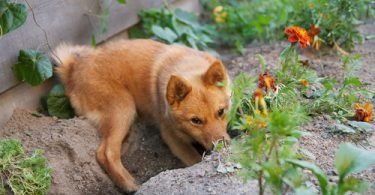 dog digging