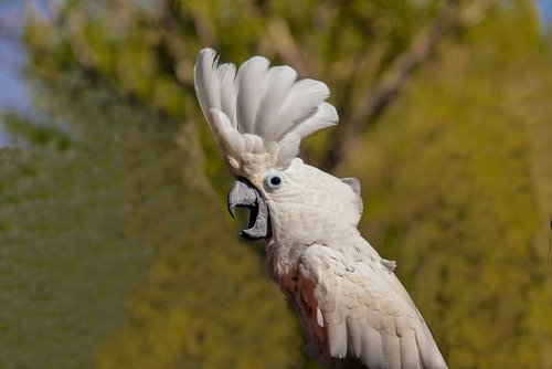 white cockatoo screaming
