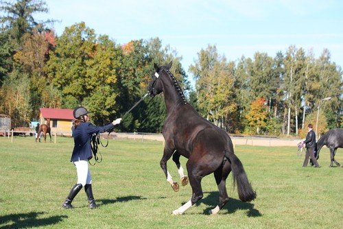 Owner handles an aggressive horse