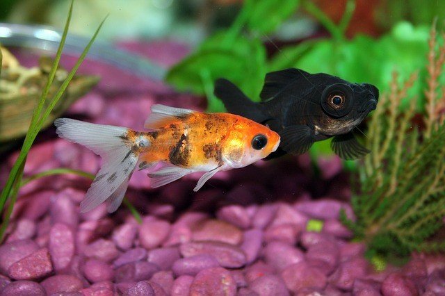 white spots in fish