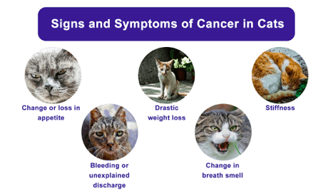 Cancer in cats