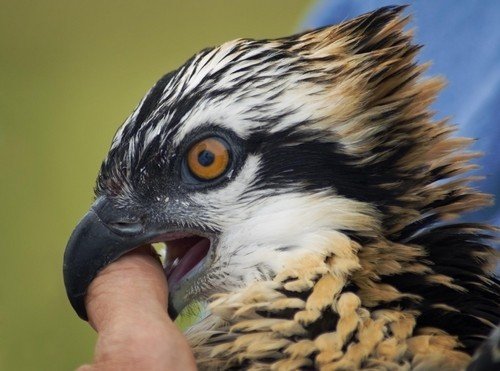 bird chewing