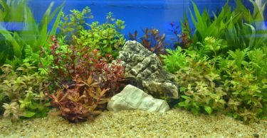 high nitrite in fish tank