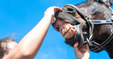 horse dental