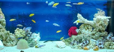 nitrate in fish tank