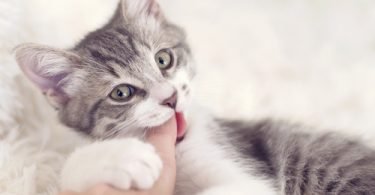 cat chewing behavior