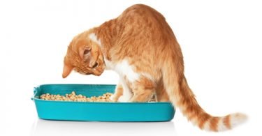 Train Cat To Use Litter Box