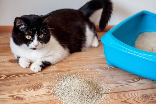 Cat Not Using Litter Box and The Logic Behind It - Agora Pets