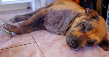 scabies in dogs