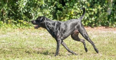 joint pain in dogs