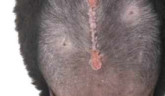canine umbilical hernia