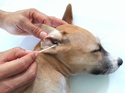 Ear Mites In Dogs What The Fuss Is About And How To Deal With It