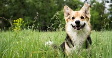 bowel incontinence in dogs