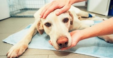 dog with a brain tumor