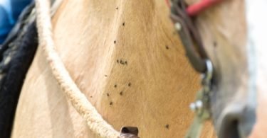 skin infections in horses
