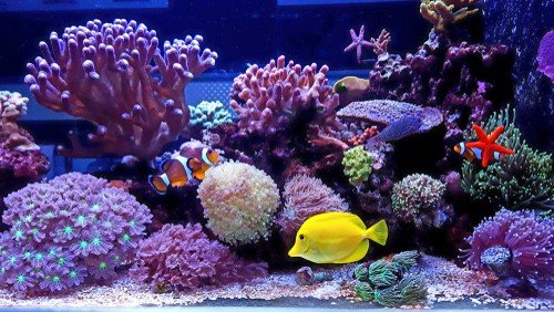 aquarium fish diseases