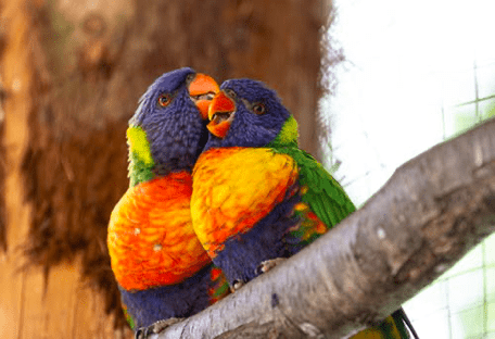 bird body language