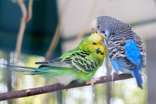 behavior problems in birds