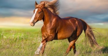 behavior problems in horses