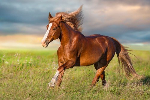 behavior problems in horses