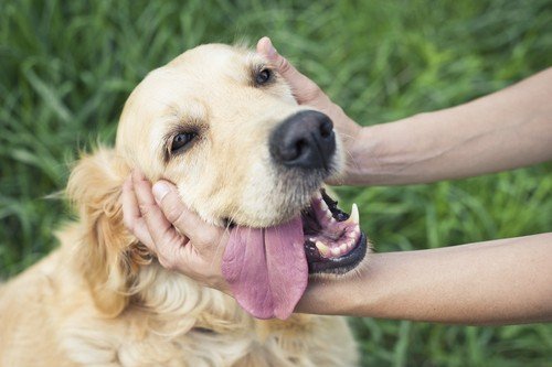 health problems in senior dogs