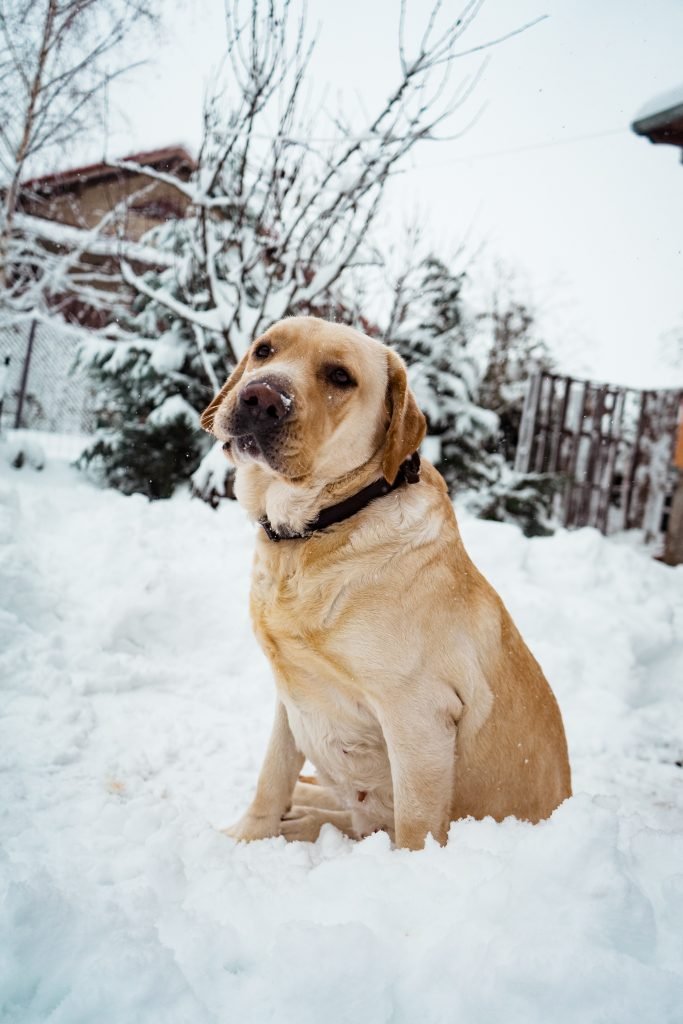 are labradors good for you?